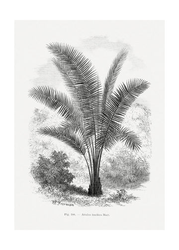 Vintage Palm Tree Drawing Vii | Poster - Passepartout