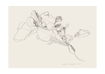 Radish Botanical Drawing | Poster - Passepartout