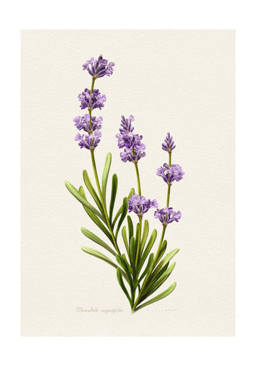 Elegant Lavender Botanical | Poster - Passepartout