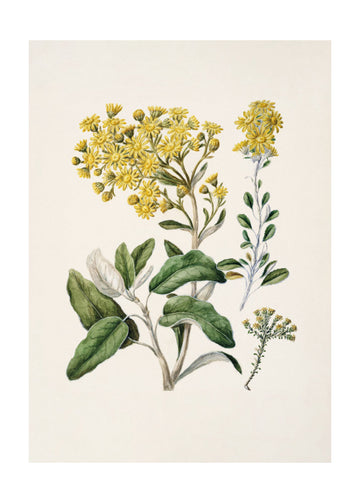 Daisy   Brachyglottis Drawn By Sarah Featon (1848–1927) | Poster - Passepartout