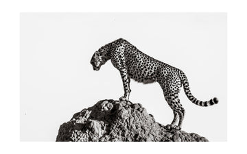 Cheetah On The Rocks | Poster - Passepartout