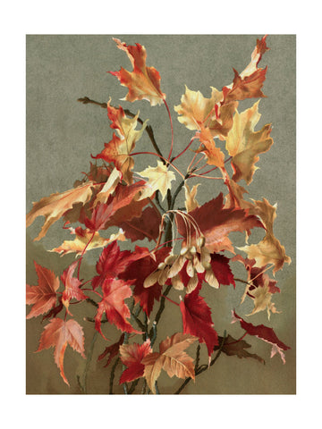 Autumn Leaves, No. 2 (maple) By Ellen Thayer Fisher | Poster - Passepartout