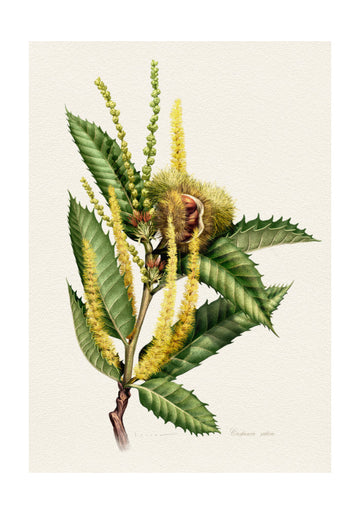 Sweet Chestnut Study | Poster - Passepartout