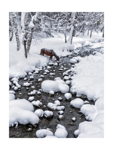 Snowy Forest Horse | Poster - Passepartout