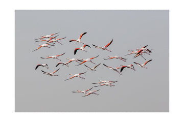 Flamingos In Flight | Poster - Passepartout