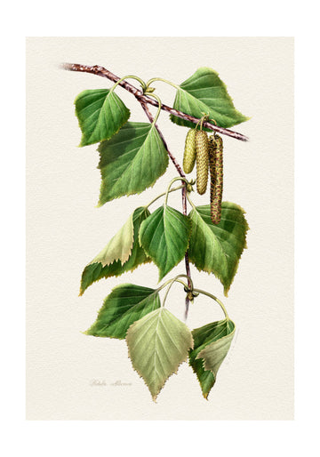 Birch Leaves and Catkins | Poster - Passepartout