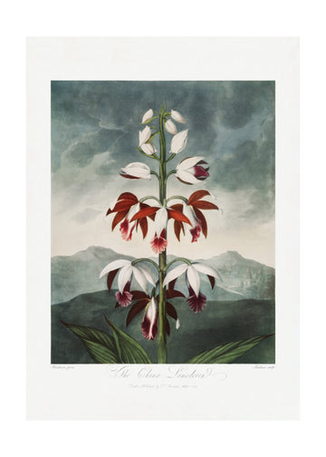 The Chinese Limodoron from The Temple of Flora (1807) | Poster - Passepartout