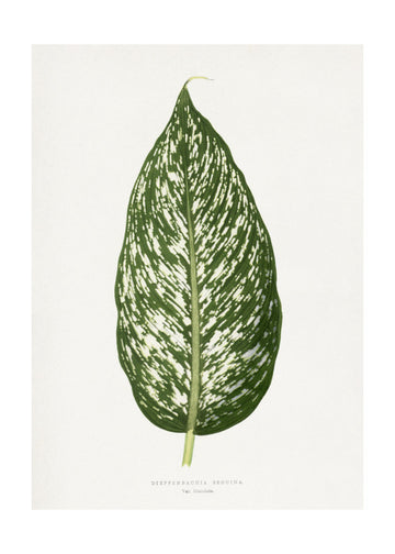 Dieffenbachia Seguina Leaf Illustration | Poster - Passepartout