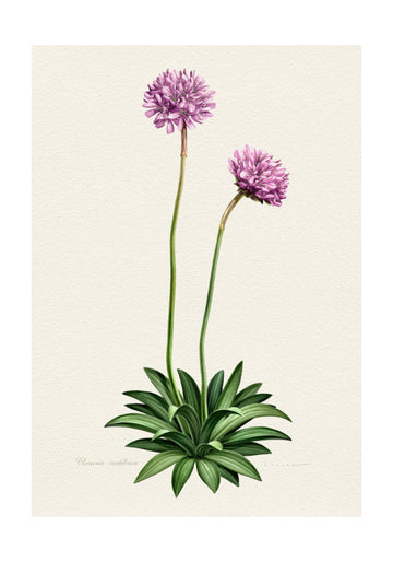Purple Botanical Bloom | Poster - Passepartout