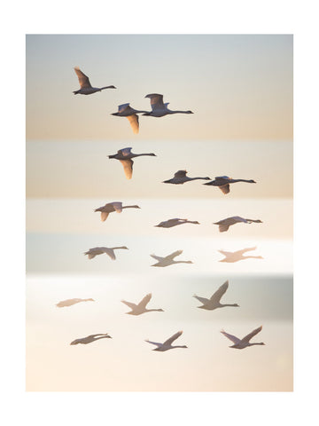 Swans in Golden Light | Poster - Passepartout