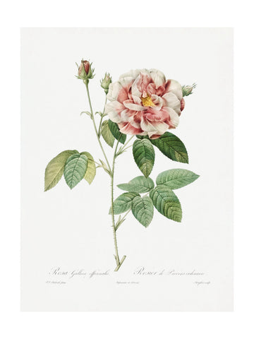Rosa Gallica (1817–1824), Les Rose | Poster - Passepartout