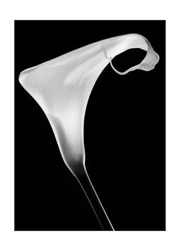 Elegant Calla Lily | Poster - Passepartout