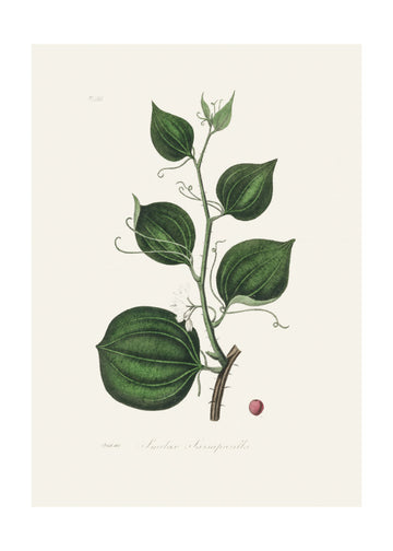 Lmilax Larsaparilla  Medical Botany | Poster - Passepartout