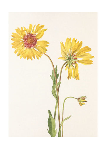 Perennial Gaillardia From North American Wildflowers (1925) By Mary Vaux Walcott. | Poster - Passepartout