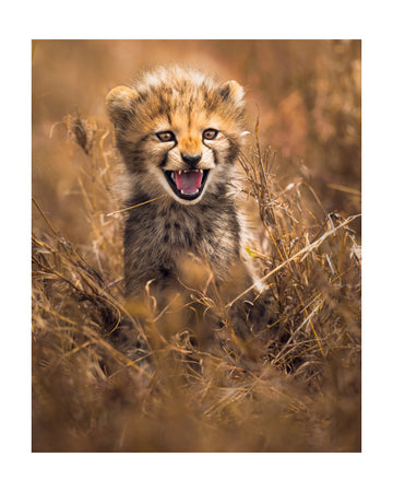 Fierce Cheetah Cub | Poster - Passepartout