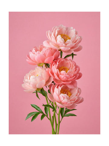 Delicate Pink Peonies | Poster - Passepartout