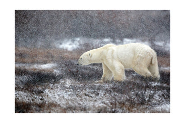 Snowfall Polar Bear | Poster - Passepartout