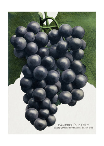 Campbell's Early Grape Lithograph | Poster - Passepartout