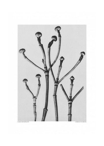 Cornus Florida | Poster - Passepartout
