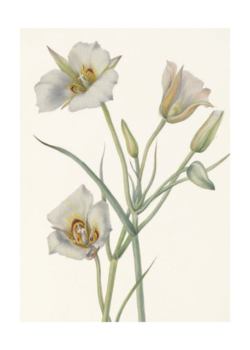 Sego Lily | Poster - Passepartout