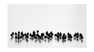 Black Birds On Ice | Poster - Passepartout