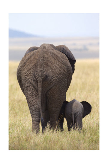 Elephant Mother and Calf | Poster - Passepartout