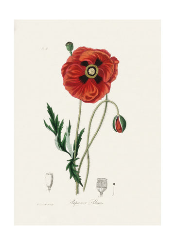 Common Poppy (papaver Rhoeas) Medical Botany | Poster - Passepartout