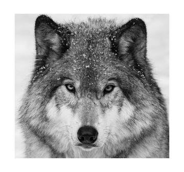 Winter Wolf Gaze | Poster - Passepartout