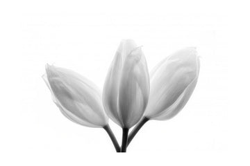 Soft White Tulips | Poster - Passepartout