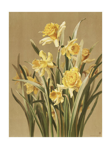 Daffodils | Poster - Passepartout