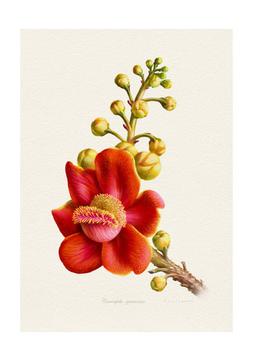 Vibrant Cannonball Flower | Poster - Passepartout