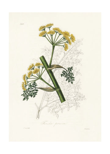 Ferula Persica Medical Botany | Poster - Passepartout