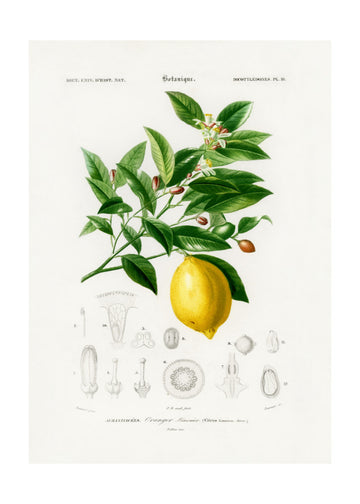 Lemon (citrus Limonium) | Poster - Passepartout