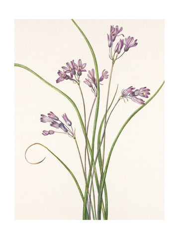 Wild Hyacinth From North American Wildflowers (1925) By Mary Vaux Walcott | Poster - Passepartout