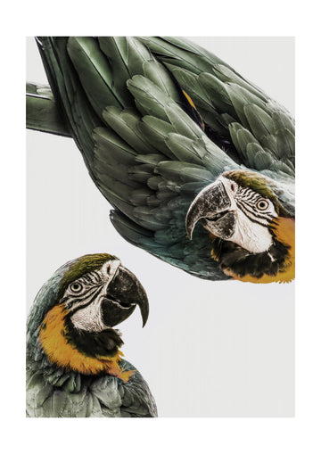 Vibrant Parrot Duo | Poster - Passepartout
