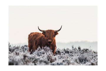 Highland Cow Winter Frost | Poster - Passepartout