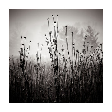 Misty Field Stems | Poster - Passepartout