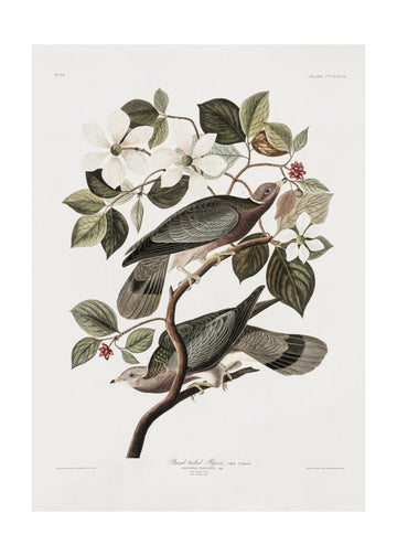 Brand Tailed Pigeon From Birds Of America (1827) | Poster - Passepartout