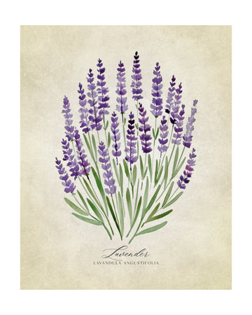 Purple Lavender Botanical | Poster - Passepartout