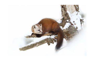 Marten on Snowy Branch | Poster - Passepartout