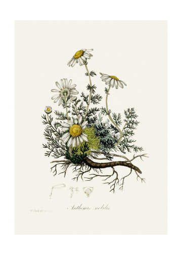Chamomile (anthemis Nobilis) Medical Botany | Poster - Passepartout