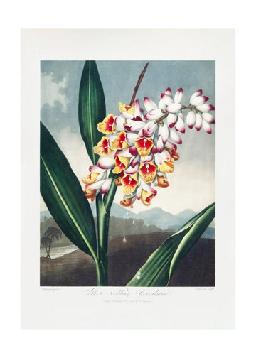 The Nodding Renealmia from The Temple of Flora (1807) | Poster - Passepartout