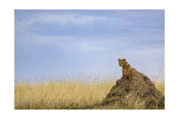 Curious Lion Cub Savanna | Poster - Passepartout