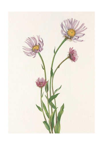 Alaska Fleabane From North American Wildflowers (1925) By Mary Vaux Walcott. | Poster - Passepartout