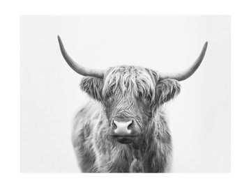 Highland Bull | Poster - Passepartout