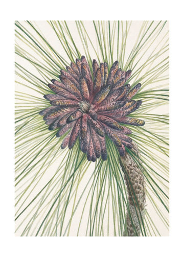 Longleaf Pine From North American Wildflowers (1925) By Mary Vaux Walcott. | Poster - Passepartout