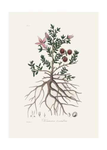 Rhatany (krameria Triandrea) Medical Botany | Poster - Passepartout