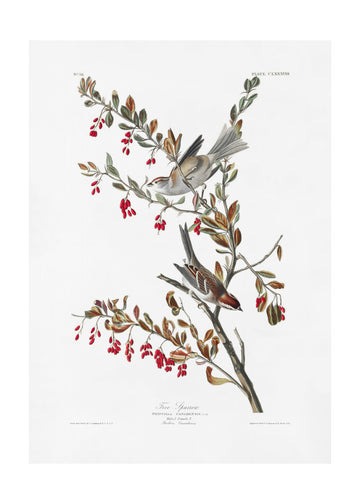 Tree Sparrow From Birds of America (1827) | Poster - Passepartout