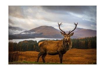 Majestic Highland Stag | Poster - Passepartout