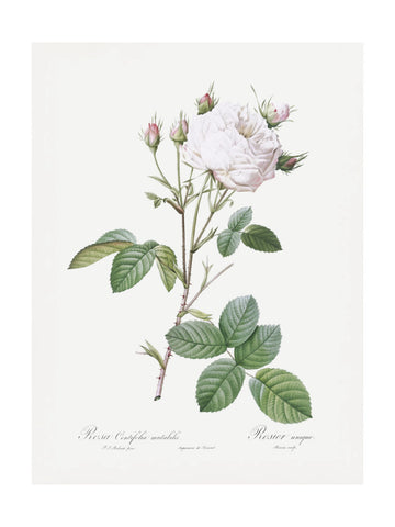 Cabbage Rose White Provence, Les Roses (1817–1824) | Poster - Passepartout